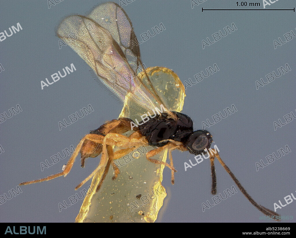 Cranberry Lake, St. Lawrence, New York, United States, Gnaptodon pulchrigaster Fischer, Animalia, Arthropoda, Insecta, Hymenoptera, Braconidae.