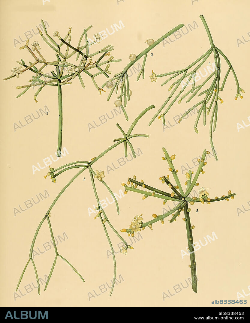Kakteen und Sukkulenten, 1. Rhipsalis cribrata, 2,3,4. Rhipsalis capilliformis, 5. Rhipsalis teres, historical, digital improved reproduction of an original from the 19th century / digital restaurierte Reproduktion einer Originalvorlage aus dem 19. Jahrhundert, genaues Originaldatum nicht bekannt.