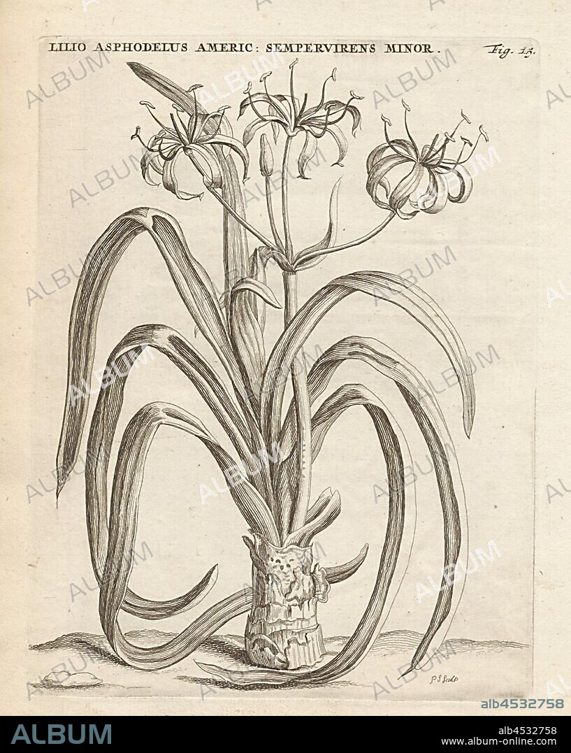 American sempervierens smaller white lily -asphodelus, Crinum commelynii Jacq, signed: P. S. (sculp.), Fig. 15, after p. 14, p. 52, Sluyter, P. (sc.), 1706, Caspari Commelin ... Horti Medici ... plantae rariores et exoticae. Lugduni Batavorum: apud Federicum Haringh, 1706.
