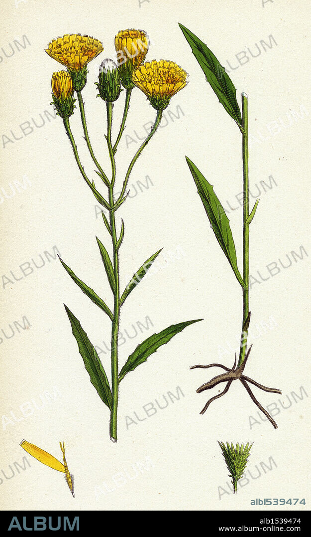 Hieracium umbellatum; Narrow-leaved Hawkweed.