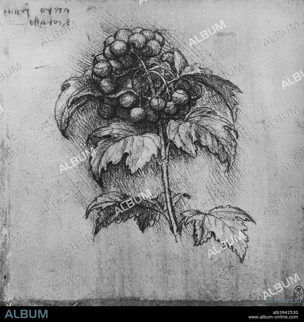 'A Spray of a Plant', c1480 (1945). From The Drawings of Leonardo da Vinci. [Reynal & Hitchcock, New York, 1945].