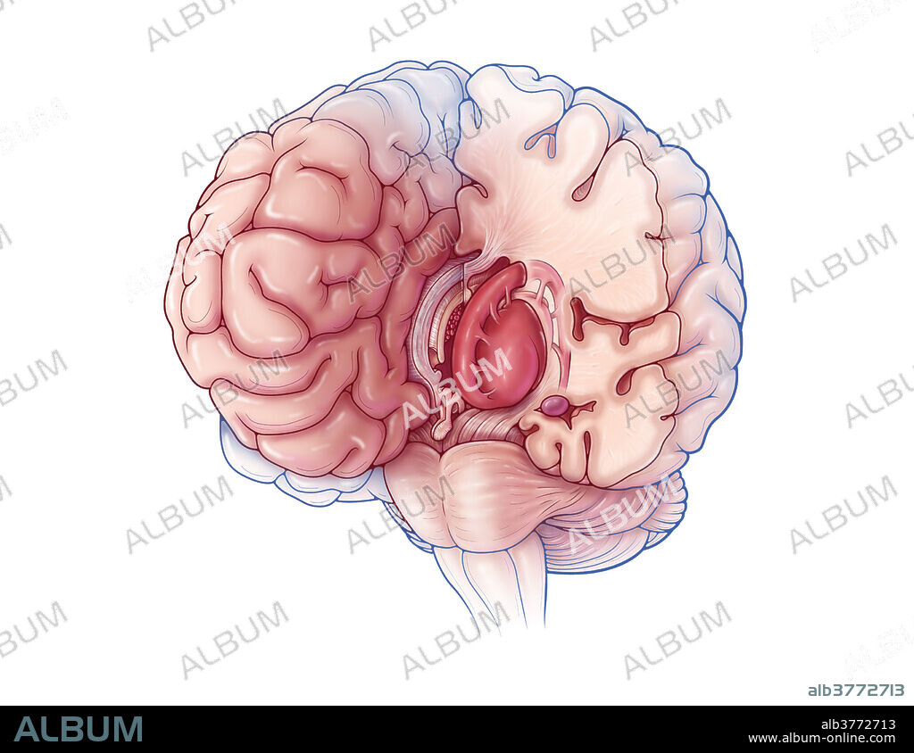 An illustration of the limbic system, a set of structures in the brain involved in emotion, motivation, learning, and memory. The striatum, a subcortical part of the forebrain, is highlighted in red, and the amygdala highlighted in purple. Both structures are components of the basal ganglia.