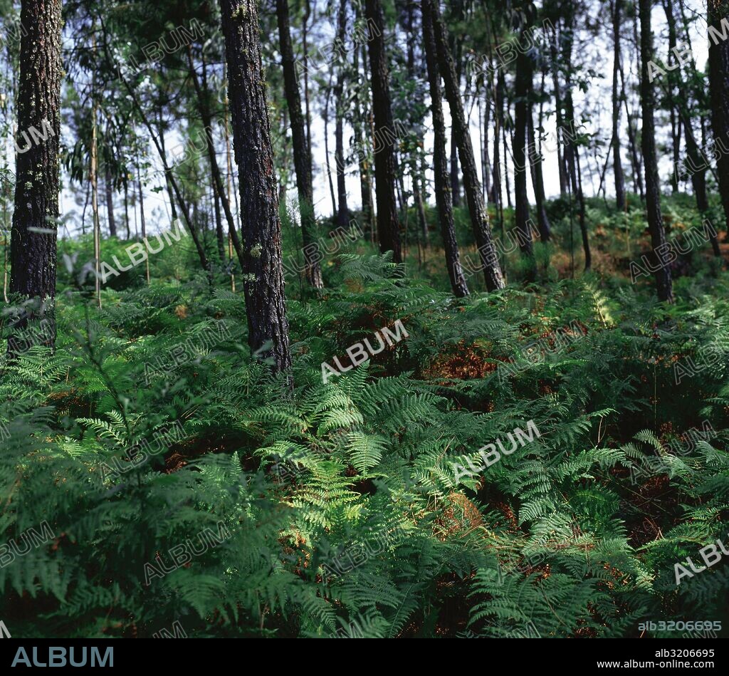 Bosque de pinos con sotobosque de helechos. Albeos. Provincia de Pontevedra. Galicia. España.