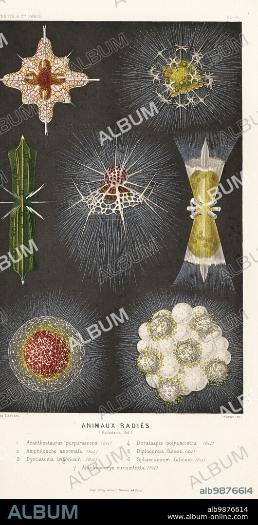 Radiolarians, types of marine protozoa or zooplankton. Acanthostaurus purpurascens 1, Amphilonche anormala 2, Dyctiosoma trigonizon 3, Doratapsis polyancistra 4, Diploconus fasces 5, Sphaerozoum italicum 6, and Arachnocorys circumtexta 7. Animaux radies (Radiolaria Hel.). Chromolithograph by Lebrun after Ernst Haeckel from Alfred Fredols Le Monde de la Mer, the World of the Sea, edited by Olivier Fredol, Librairie Hachette et. Cie., Paris, 1881. Alfred Fredol was the pseudonym of French zoologist and botanist Alfred Moquin-Tandon, 1804-1863.