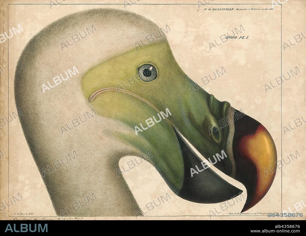 Didus ineptus, Print, The dodo (Raphus cucullatus) is an extinct flightless bird that was endemic to the island of Mauritius, east of Madagascar in the Indian Ocean. The dodo's closest genetic relative was the also-extinct Rodrigues solitaire, the two forming the subfamily Raphinae of the family of pigeons and doves. The closest living relative of the dodo is the Nicobar pigeon. A white dodo was once thought to have existed on the nearby island of Réunion, but this is now thought to have been confusion based on the Réunion ibis and paintings of white dodos., 1835.