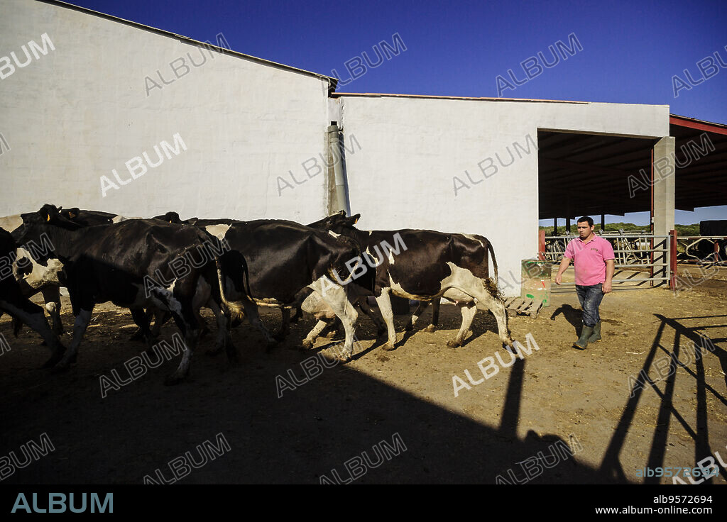 granja de vacas para la fabricacion artesanall de queso Binibeca de Jaume Pons - denominacion de origen Mahon artesano- finca Alcaiduset, Alaior, Menorca, Islas Baleares, españa, europa.