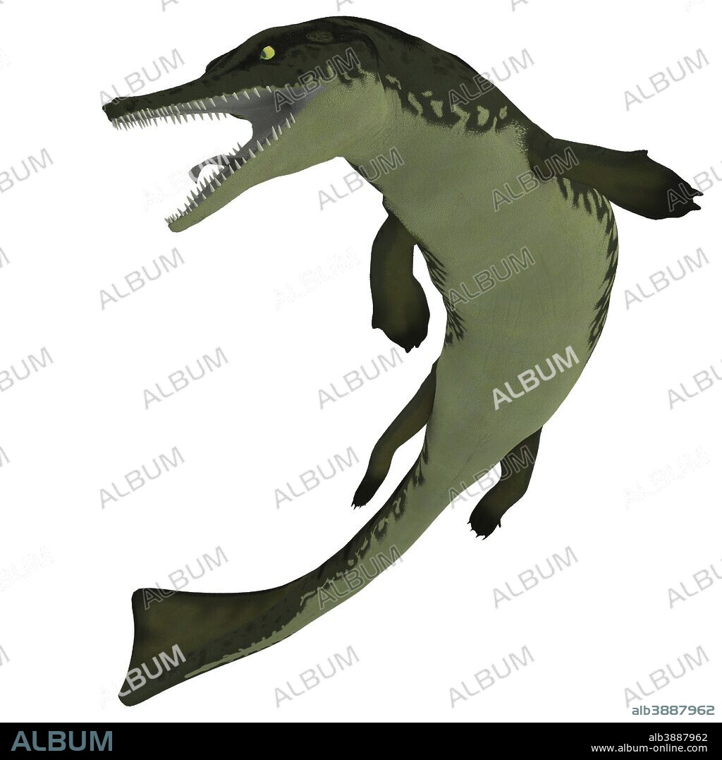 Metriorhynchus was a marine reptile similar to our present day crocodile and lived in the Jurassic Period.