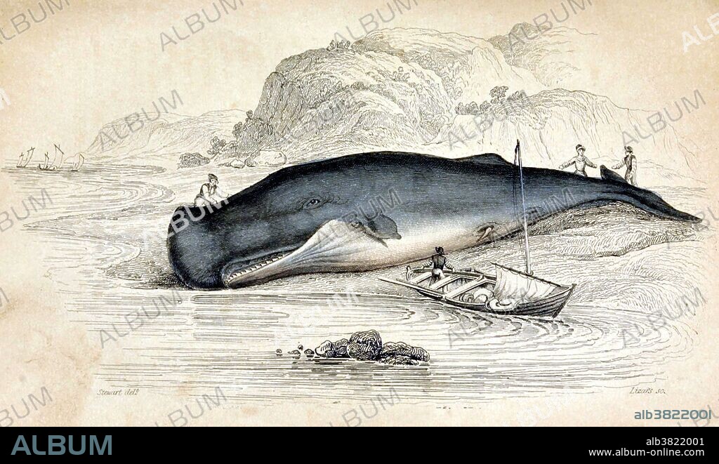 Spermaceti whale. The sperm whale (Physeter macrocephalus), or cachalot, is the largest of the toothed whales and the largest toothed predator. It is the only living member of genus Physeter. Mature males average at 52 feet in length but some may reach 67 feet, with the head representing up to 1/3 of the animal's length. The sperm whale can be found anywhere in the open ocean. From the early 18th century through the late 20th the species was a prime target of whalers. The head of the whale contains a liquid wax called spermaceti, from which the whale derives its name. Spermaceti was used in lubricants, oil lamps, and candles. Ambergris, a waste product from its digestive system, is still used as a fixative in perfumes. Whaling is the hunting of whales primarily for meat and oil. Whales by Robert Hamilton, 1843.
