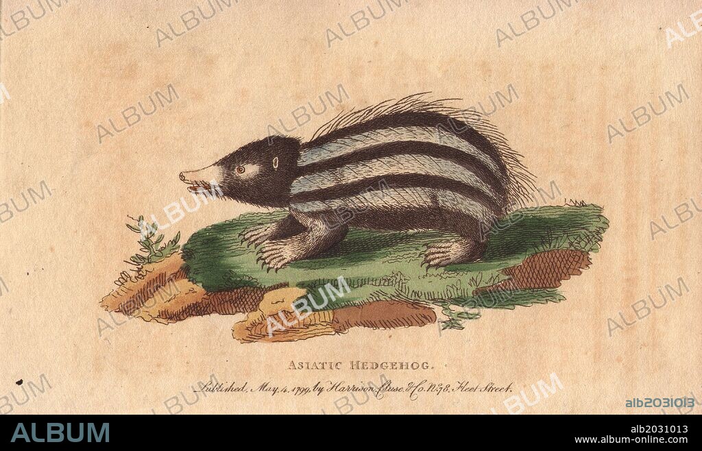 Asiatic hedgehog, tanrec or tailless tendrac. . Erinaceus ecaudatus. . A native of Madagascar and the islands of India.. . Handcoloured copperplate engraving from "The Naturalist's Pocket Magazine; or, Complete Cabinet of the Curiosities and Beauties of Nature" (1798~1802) published by Harrison, London.