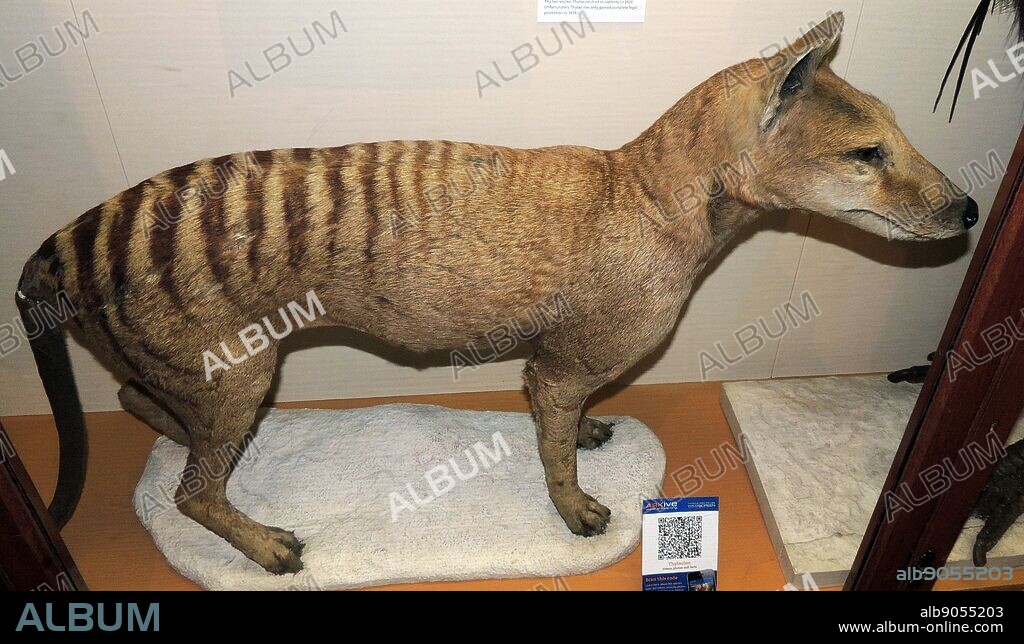 The thylacine was the largest known carnivorous marsupial of modern times. It is commonly known as the Tasmanian tiger or the Tasmanian wolf.