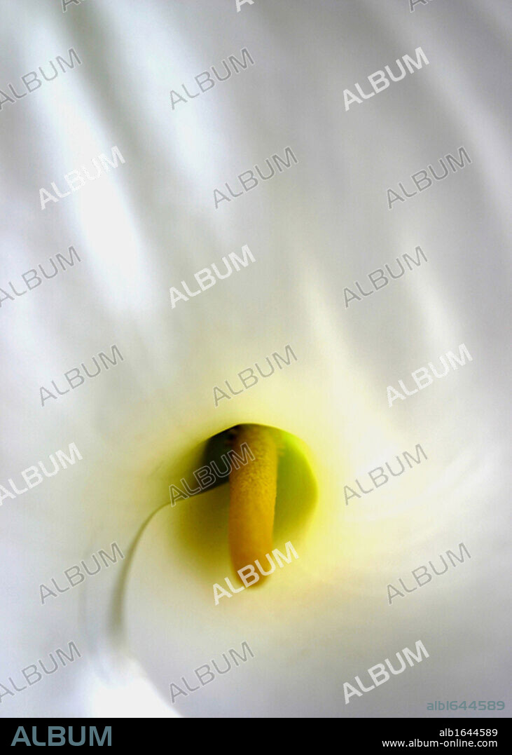 Close-up of an Arum Lily. Zantedeschia aethiopica (common names Lily of the Nile, Calla lily, Easter lily, Arum lily) is a species in the family Araceae, native to southern Africa in Lesotho, South Africa, and Swaziland.