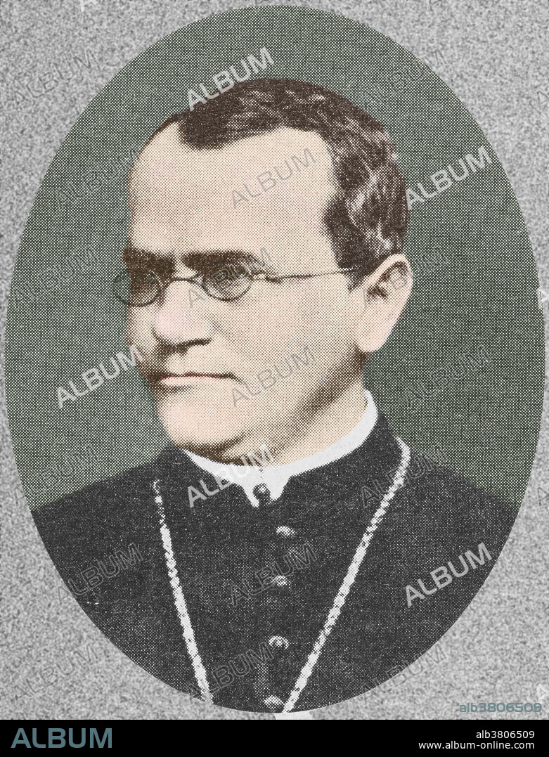 Gregor Mendel (1822 - 1884), Austrian monk and biologist. Mendel conducted experiments in a monestary in the 1860's with garden peas, working out the law of heredity based on ''factors'' (genes) that decide which characteristics are passed from parent to offspring. His work, documented in his monograph ''Experiments with Plant Hybrids, remained unnoticed until 1900. colour enhanced version of BD4640.