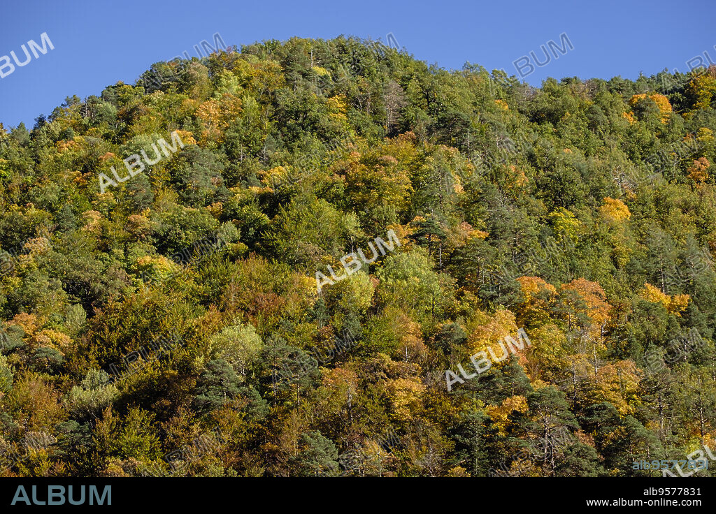 bosque de la Pardina del Señor, Fanlo, Huesca, Aragón, cordillera de los Pirineos, Spain.