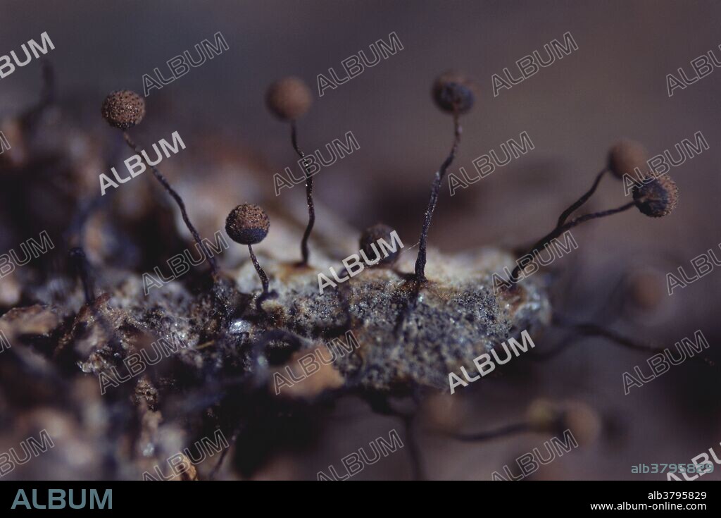 Cribraria aurantiaca slime mold, extreme close up. This family has a distinct stalked fruiting body with a net or ribbed covering over the spore mass.