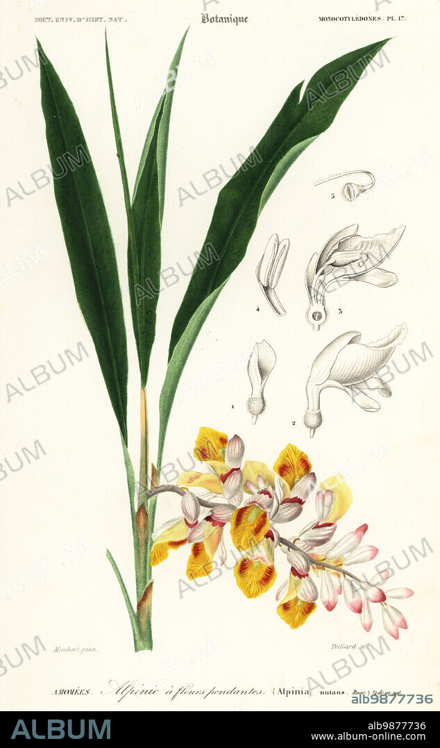 Shellflower or dwarf cardamom, Alpinia nutans. Alpinie a fleurs pendantes. Handcoloured steel engraving by A.P. Teillard after an illustration by Louis Joseph Edouard Maubert from Charles d'Orbigny's Dictionnaire Universel d'Histoire Naturelle (Universal Dictionary of Natural History), Paris, 1849.