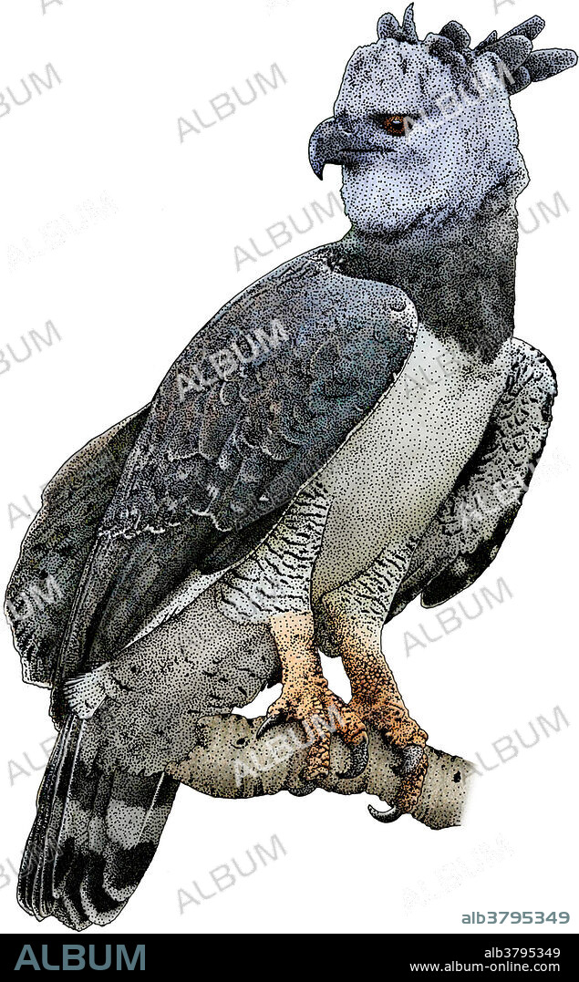 Illustration of the Harpy Eagle (Harpia harpyja), a neotropical eagle species found in tropical lowland rainforests of Central and South America.