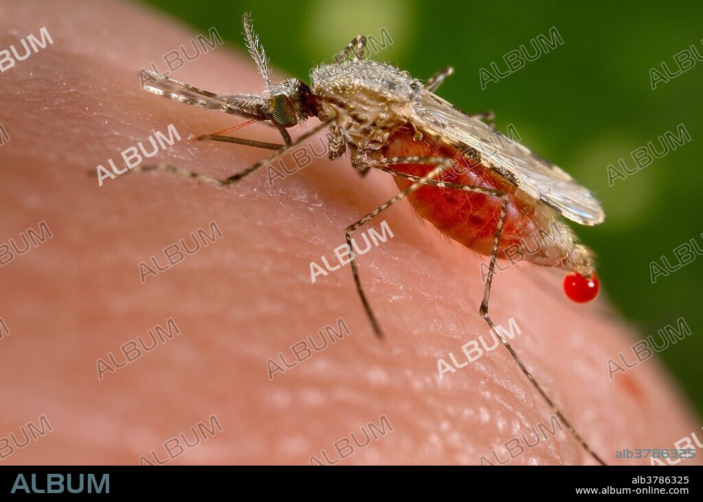 Anopheles stephensi mosquito is obtaining a blood meal from a human host through its pointed proboscis. Note the droplet of blood being expelled from the abdomen of this A. stephensi mosquito after having engorged itself on its host's blood. This mosquito is a known malarial vector with a distribution that ranges from Egypt all the way to China.