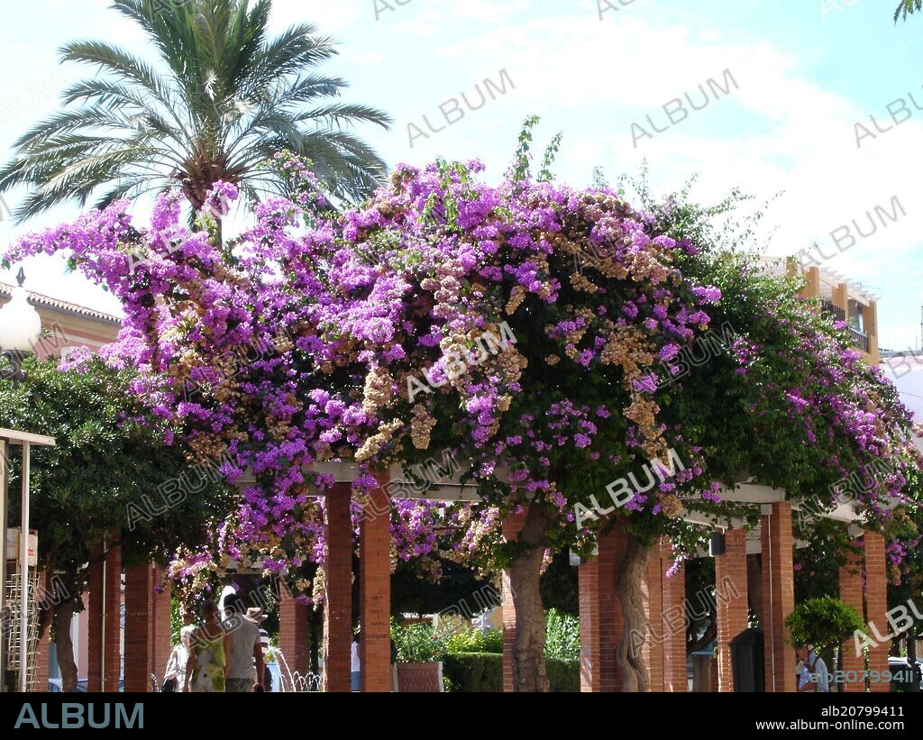 BUGANVILLA O BEJUCO SUDAMERICANO - ENREDADERA LEÑOSA CON FLORES.