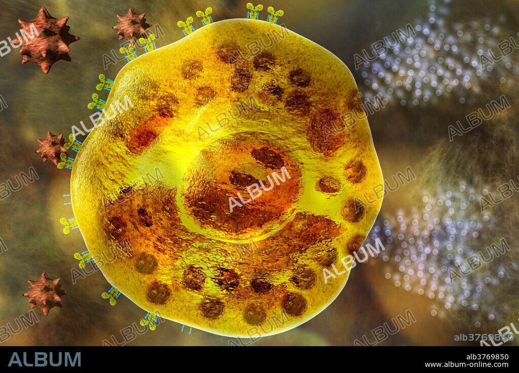 Mast cell. This leukocyte (white blood cell) contains the chemical mediators histamine, serotonin and heparin, held in granules (brown spheres) in its cytoplasm. Mast cells are part of the immune system; they release their contents during a localized inflammatory immune response to invading pathogens, and during an allergic reaction, as shown here. The allergen cross bonds with two Immunoglobulin antibodies on the cell surface, triggering the granules to discharge their contents. Histamine and serotonin cause the symptoms of allergies. Heparin is an anticoagulant that may prevent the formation of blood clots between the body's cells.