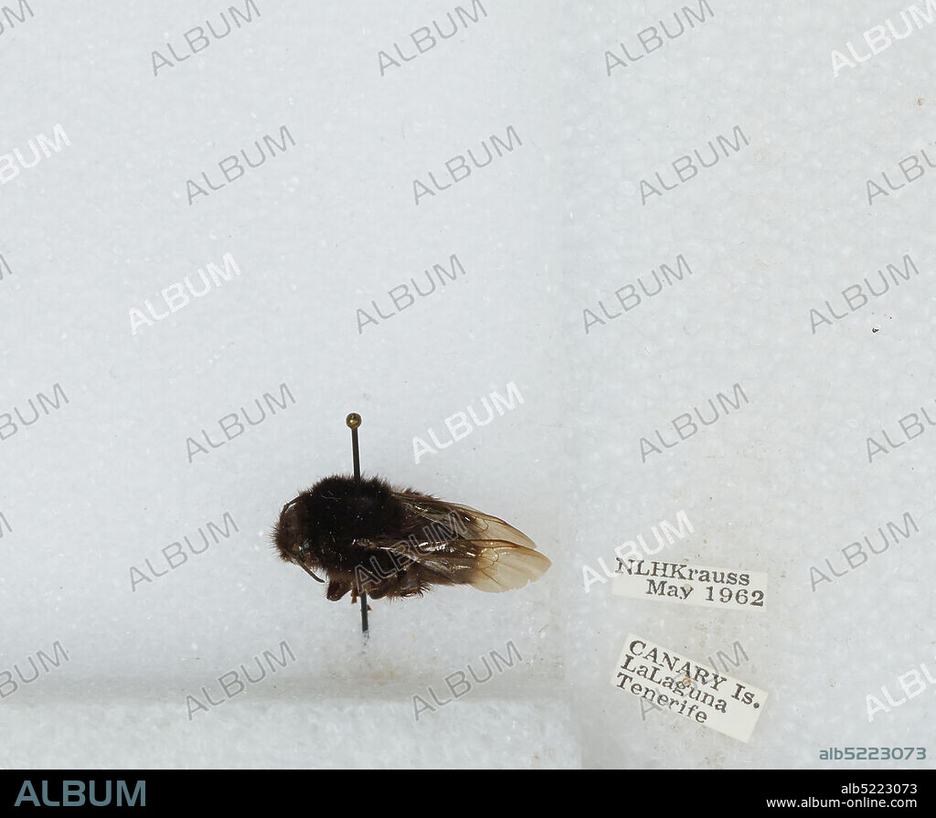La Laguna, Santa Cruz de Tenerife, Canary Islands, Spain, Bombus sp., Animalia, Arthropoda, Insecta, Hymenoptera, Apidae, Apinae.