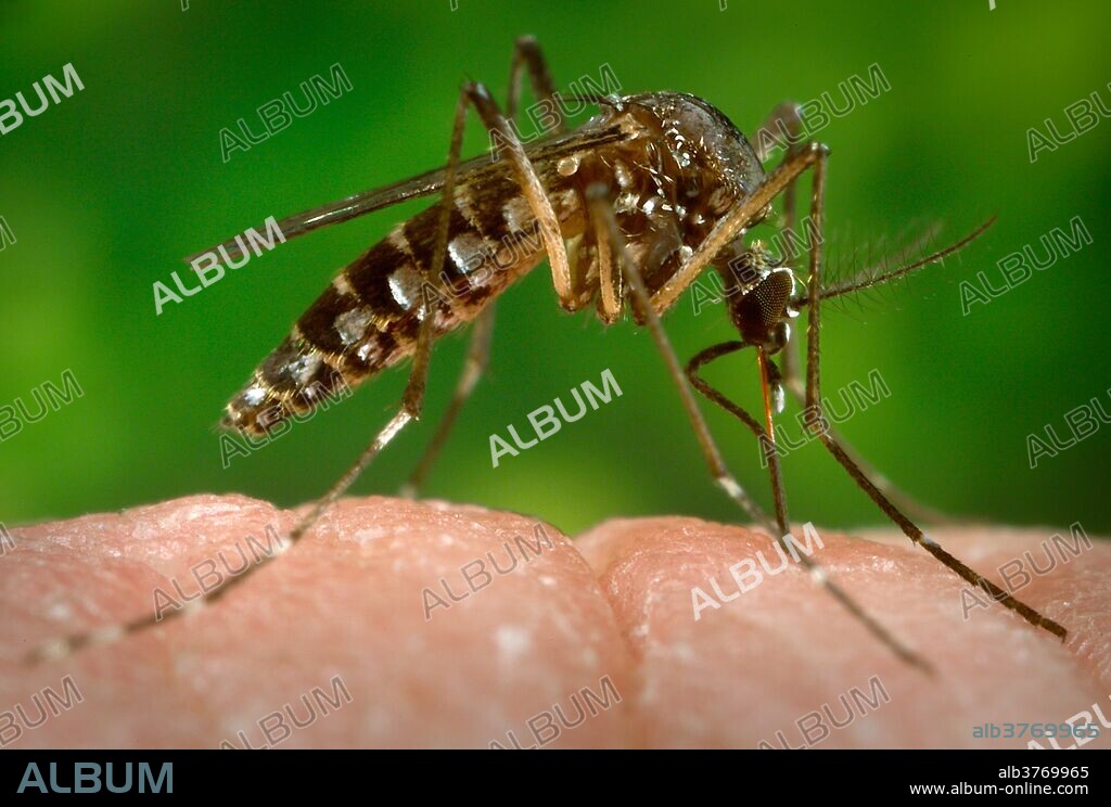 Female Aedes aegypti mosquito as she was in the process of flying from its human host. Note that her abdomen had become distended due to the fact that her stomach now filled with her blood meal, and how the proboscis' labial sheath was now pulled up, pointing forward, while no longer was the fascicle inserted in the host's skin. As the primary vector responsible for the transmission of the Zika virus, Flavivirus Dengue (DF), and Dengue hemorrhagic fever (DHF), the day-biting Aedes aegypti mosquito prefers to feed on its human hosts. Ae. aegypti also plays a major role as a vector for another Flavivirus, "Yellow fever". Frequently found in its tropical environs, the white banded markings on the tarsal segments of its jointed legs, though distinguishing it as Ae. aegypti, are similar to some other mosquito species. Also note the lyre-shaped, silvery-white markings on its thoracic region as well, which is also a determining morphologic identifying characteristic.