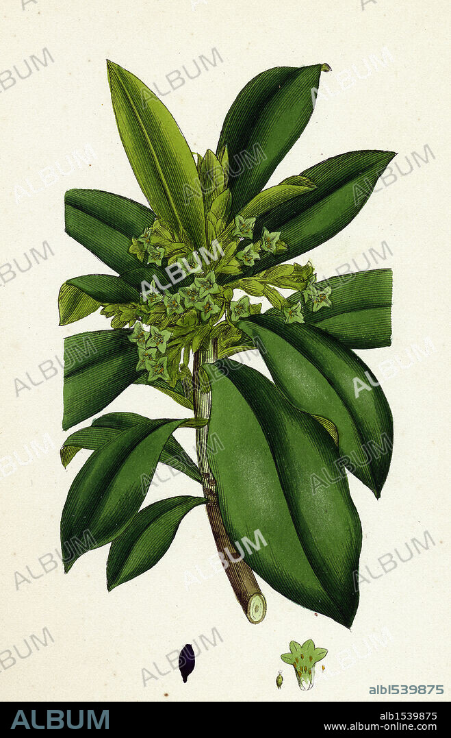 Daphne Laureola; Spurge Laurel.