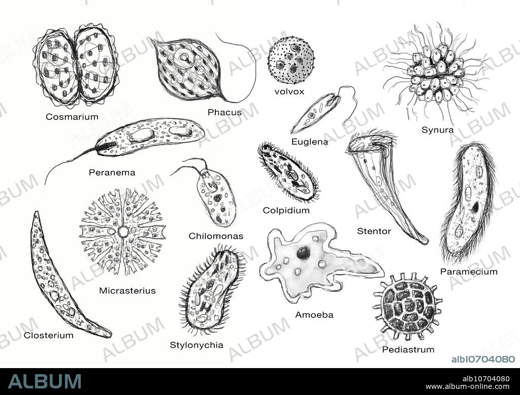 Illustration of various microorganisms: cosmarium, peranema, micrasterias, closterium, phacus, chilomonas, stylonychia, volvox, euglena, colpidium, amoeba, synura, stentor, pediastrum, and paramecium.