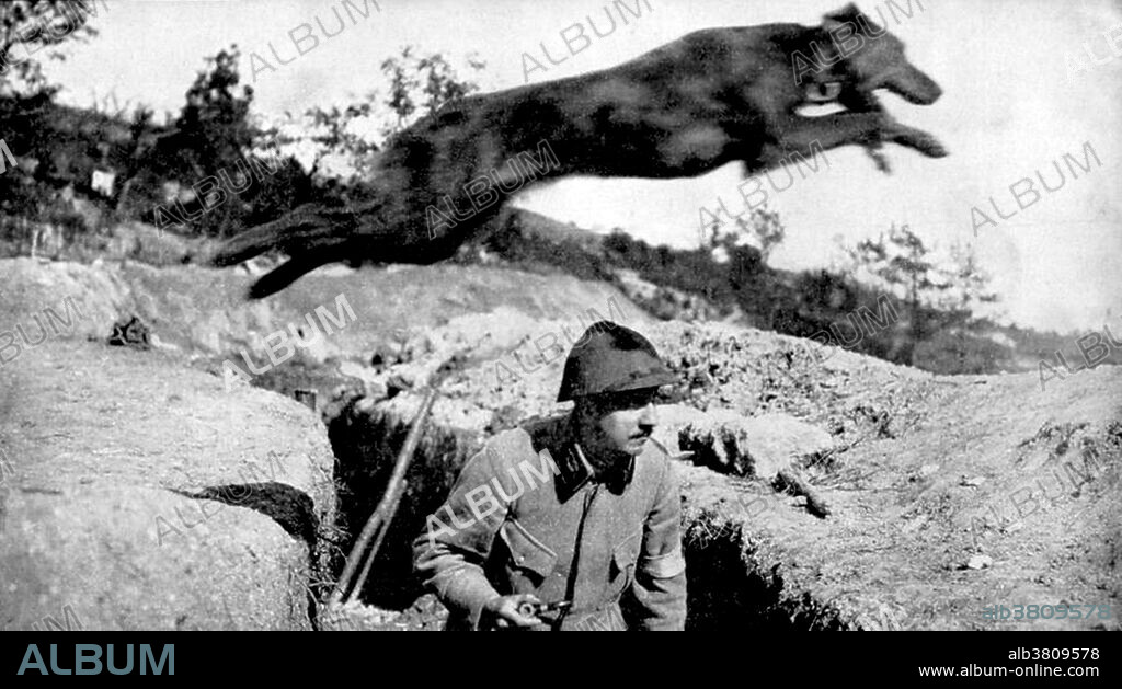Dogs in warfare have a long history starting in ancient times. From war dogs trained in combat to their use as scouts, sentries and trackers, their uses have been varied and continue to exist in modern military usage. During WWI dogs were used by international forces to deliver vital messages. Thousands of dogs died in action. Dogs were often used to carry messages in battle. They would be turned loose to move silently to a second handler. This required a dog that was very loyal to two masters, otherwise the dog would not deliver the message on time, or at all. Some messenger dogs also performed other communication jobs, such as pulling telephone lines from one location to another. Search and rescue dogs were used to locate wounded soldiers as early as 1899, their use was not formally documented until WWI, when they served as military medic dogs on the battlefields to locate the wounded and deliver first aid supplies.