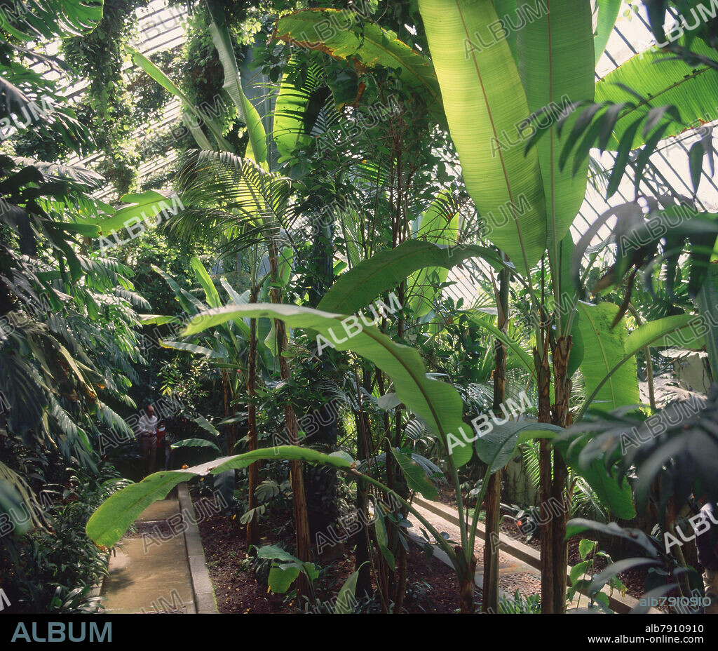 INTERIOR DEL INVERNADERO DE AMBIENTE TROPICAL- ESTUFA CREADA EN EL S XIX.