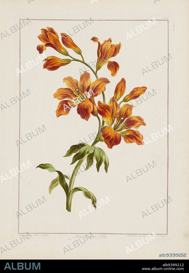 Large Orange Lily, No.13, June 14, 1786, John Edwards, English, 1763 - 1806, 13 7/8 x 9 7/8 in. (35.31 x 25.15 cm) (sheet), Hand-colored etching, printed in pale ink, England, 18th century.