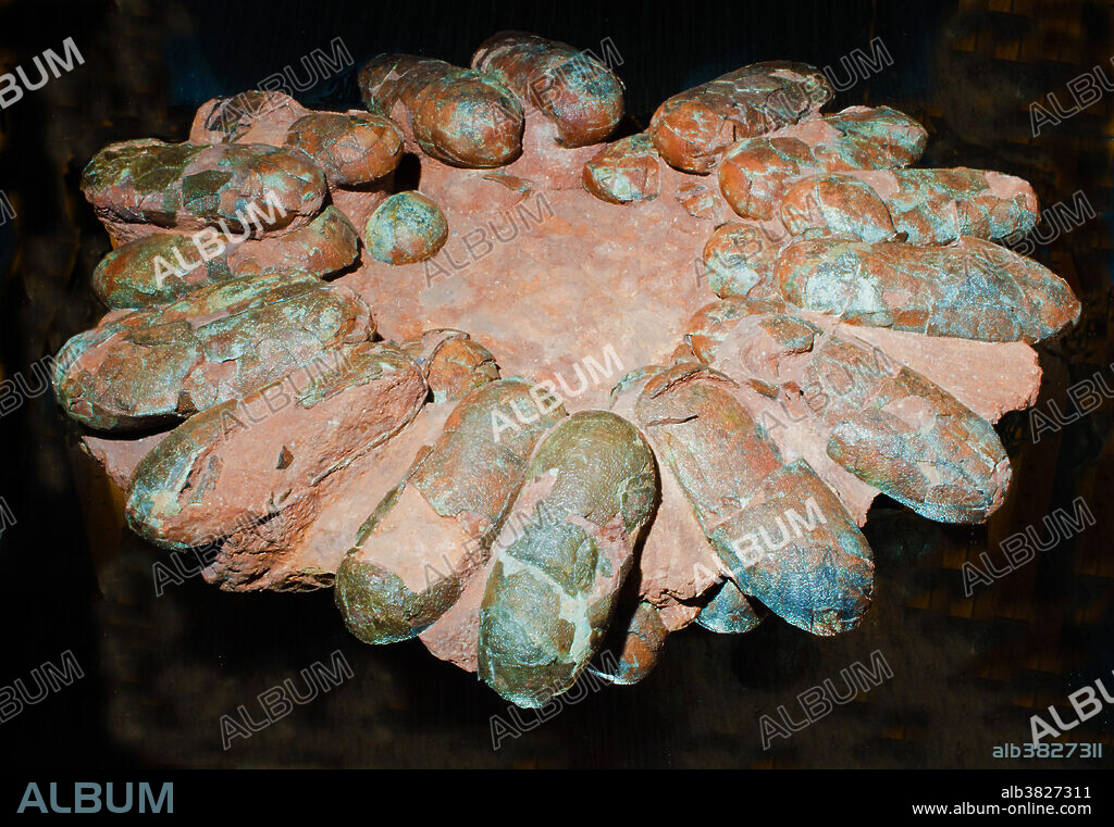 Dinosaur Eggs Oviraptor Nest Fossil. Zuhl Collection. New Mexico State University.