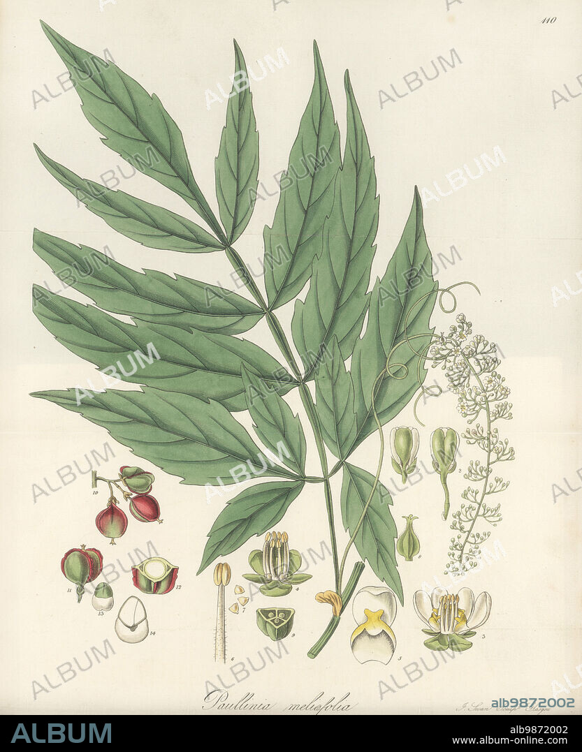 Paullinia meliifolia. Native to South America, and introduced from Brazil by Richardson Harrison of Aegsburgh, flowered at Liverpool Botanic Garden. Azederach-leaved paullinia, Paullinia meliaefolia. Handcoloured copperplate engraving by Joseph Swan after a botanical illustration by William Jackson Hooker from his Exotic Flora, William Blackwood, Edinburgh, 1823-27.