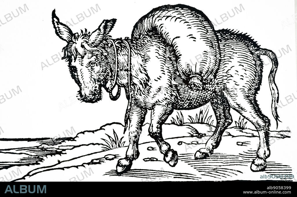 A woodcut engraving depicting a pack animal (donkey). Dated 16th century.