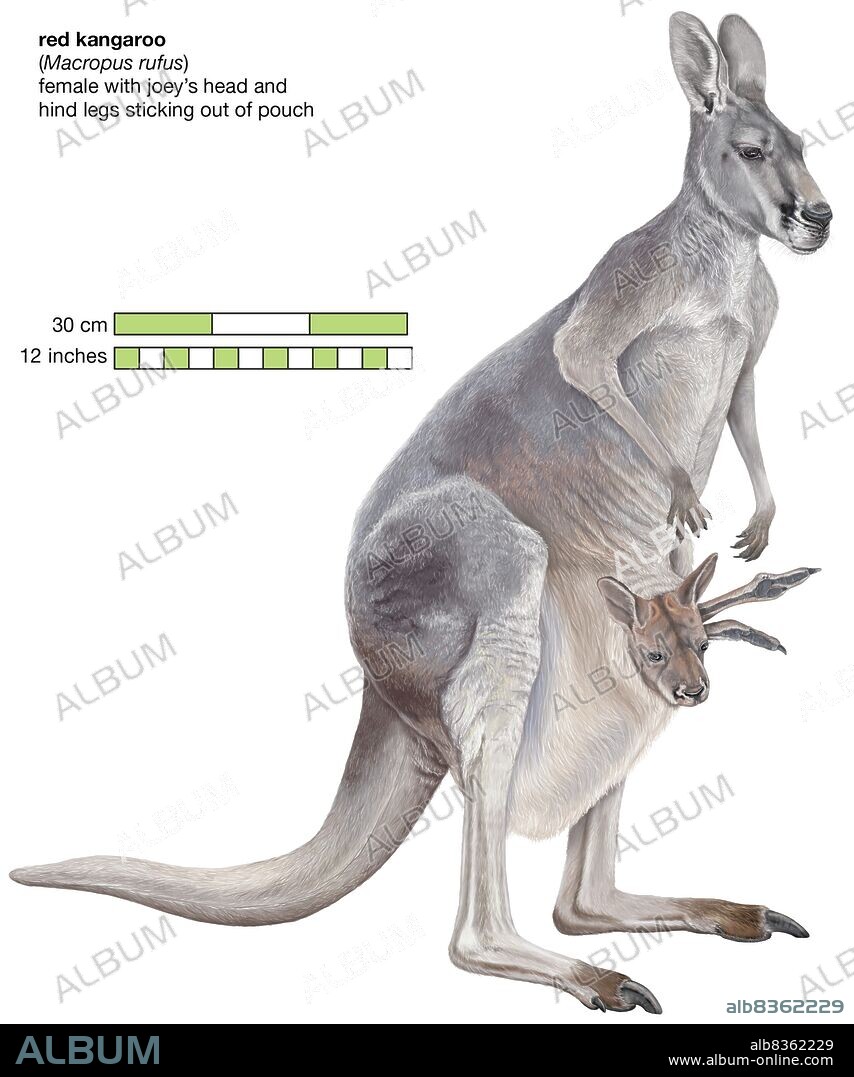 Red kangaroo (Macropus rufus).