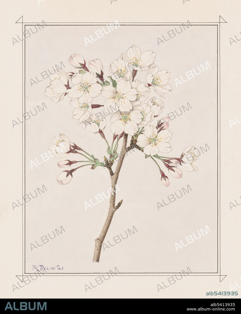 Watercolor of cherry blossoms. The name of this popular cherry tree variety combines two place names: Yoshino Mountain in Nara prefecture, which is famous for its cherry blossoms, and Somei, a place in Edo (now Komagome in Toashima Ward, Tokyo), where the trees were often grown. Cherry tree grower Seisaku Funatsu commissioned the drawings in 1913 to capture the 57 tree varieties along Japan’s Arakawa River embankment - the original source of the Cherry Blossoms planted in Washington, DC a gift from Japan to the United States. Kokichi Tsunoi, 1921 (cropped and cleaned).