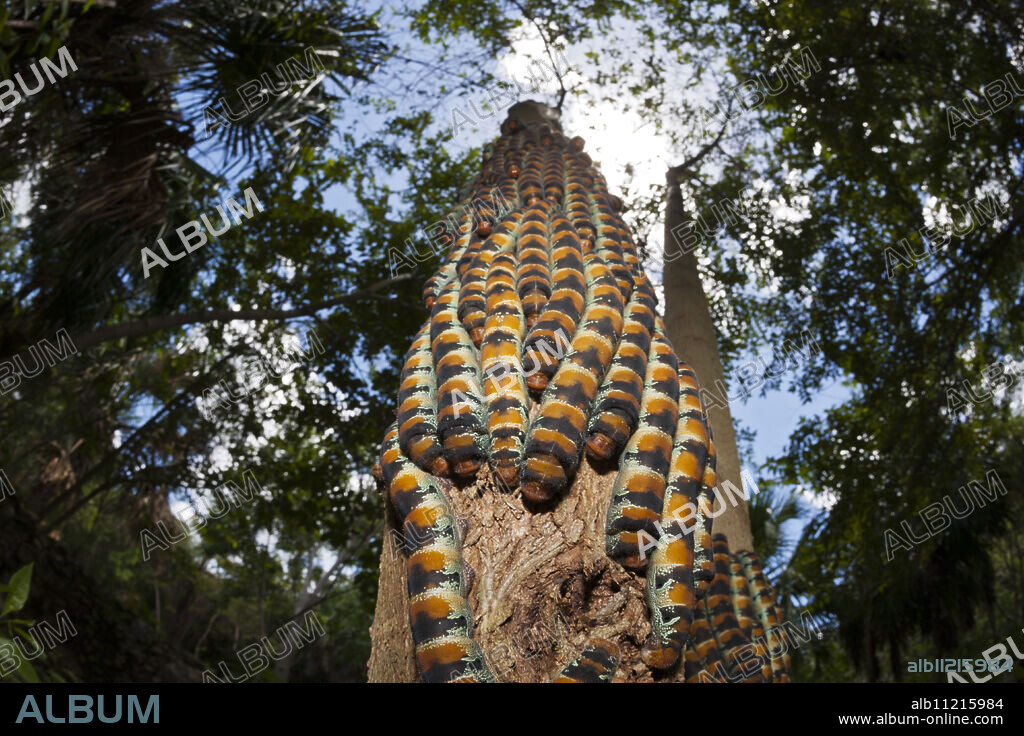 Caterpillars of Giant Silk Moth, Arsenura armida, Cancun, Yucatan, Mexico.