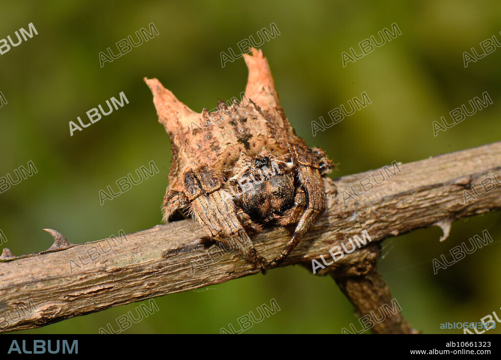 Bark Spider on trunk