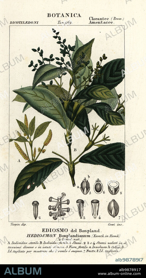 Hedyosmum bonplandianum Hediosmon bonplandianum, Ediosmo del Bonpland. Handcoloured copperplate stipple engraving from Antoine Laurent de Jussieu's Dizionario delle Scienze Naturali, Dictionary of Natural Science, Florence, Italy, 1837. Illustration engraved by Corsi, drawn and directed by Pierre Jean-Francois Turpin, and published by Batelli e Figli. Turpin (1775-1840) is considered one of the greatest French botanical illustrators of the 19th century.