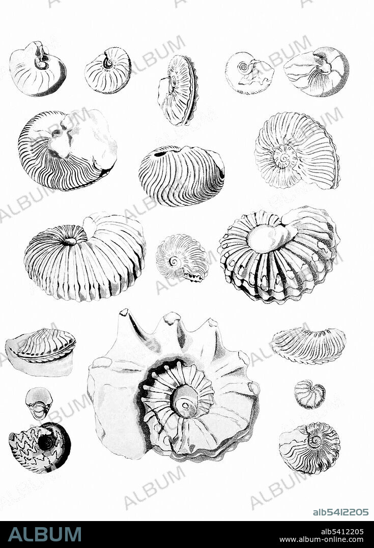 Fossils of the South Downs, or Illustrations of the Geology of Sussex by Gideon Mantell, engravings executed by Mrs. Mantell (Mary Ann Woodhouse), from drawings by the author, 1822.  This is plate XXI, Nautili and Ammonites, from the chalk and chalk marl near Lewes.