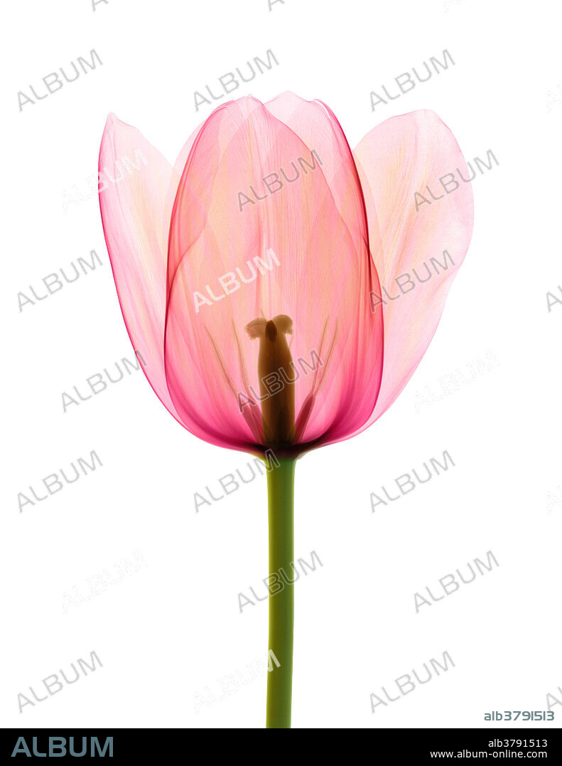 Colour-enhanced X-ray of a tulip flower (Tulipa sp.).