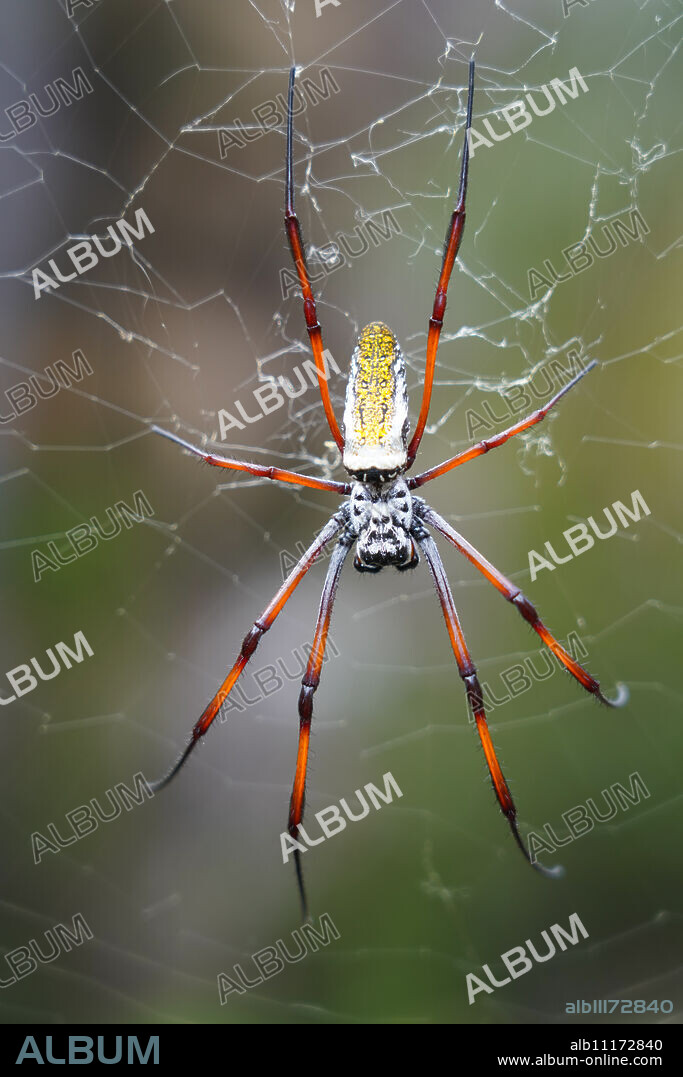 Madagascar Golden Orb Weaver (Nephila inaurata madagascariensis) female on the web, Isalo National Park, Southern Madagascar, Africa.