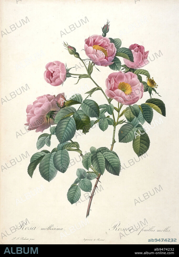 Rosier a feuilles molles, from Les Roses, 1817-1824, Victor; Artist: after Pierre-Joseph Redouté, French, Flemish (active France), 17591840, 14 x 10 1/8 in. (35.56 x 25.72 cm) (sheet, margins cut), Stipple engraving, color-printed, finished by hand, France, 19th century.