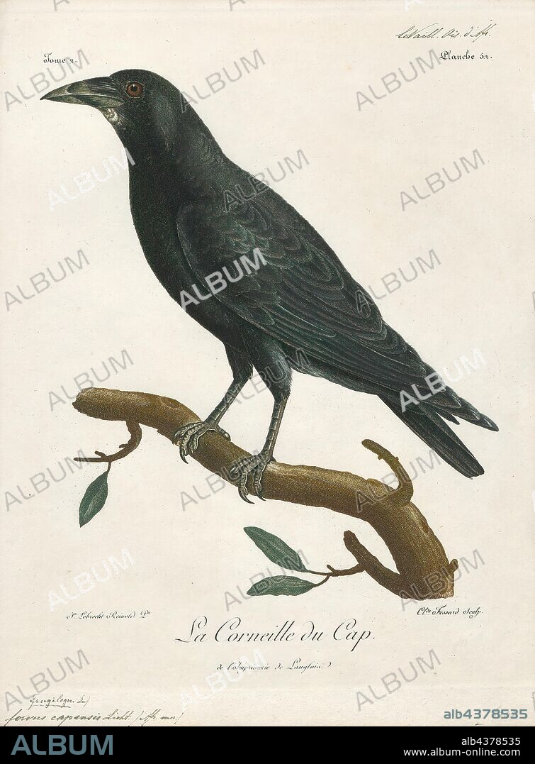 Corvus capensis, Print, The Cape crow or black crow (Corvus capensis) is slightly larger (48–50 cm in length) than the carrion crow and is completely black with a slight gloss of purple in its feathers. It has proportionately longer legs, wings and tail too and has a much longer, slimmer bill that seems to be adapted for probing into the ground for invertebrates. The head feathers have a coppery-purple gloss and the throat feathers are quite long and fluffed out in some calls and displays., 1796-1808.