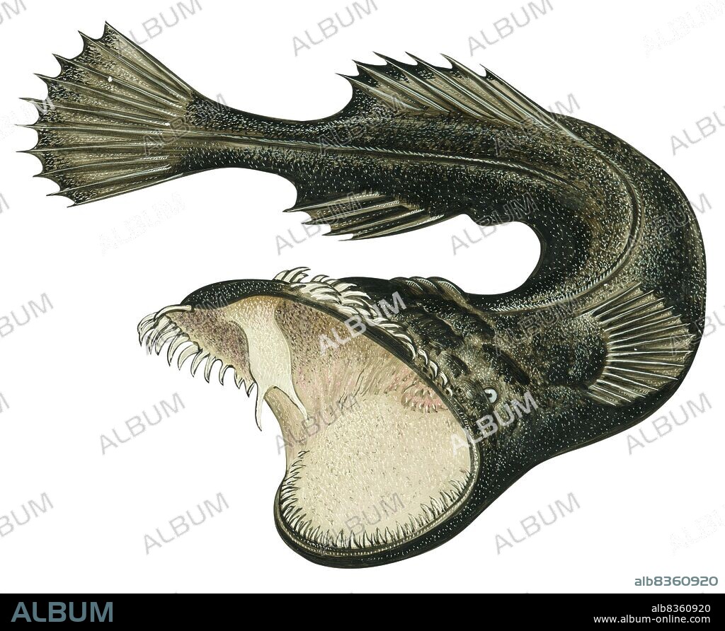 Thaumatichthys axeli.