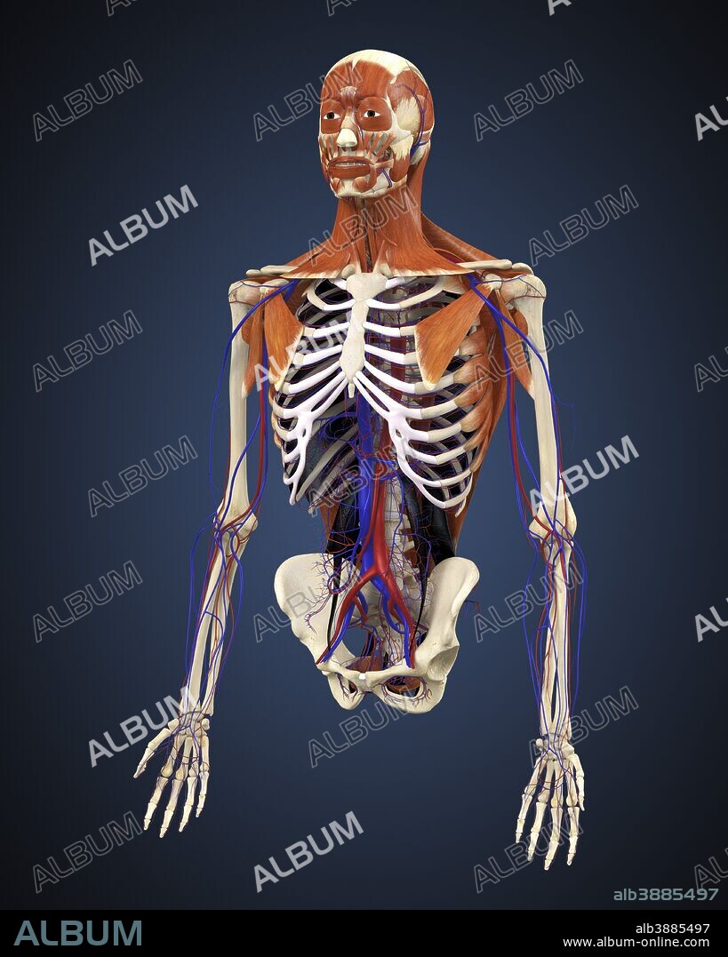 Human upper body showing bones, muscles and circulatory system.