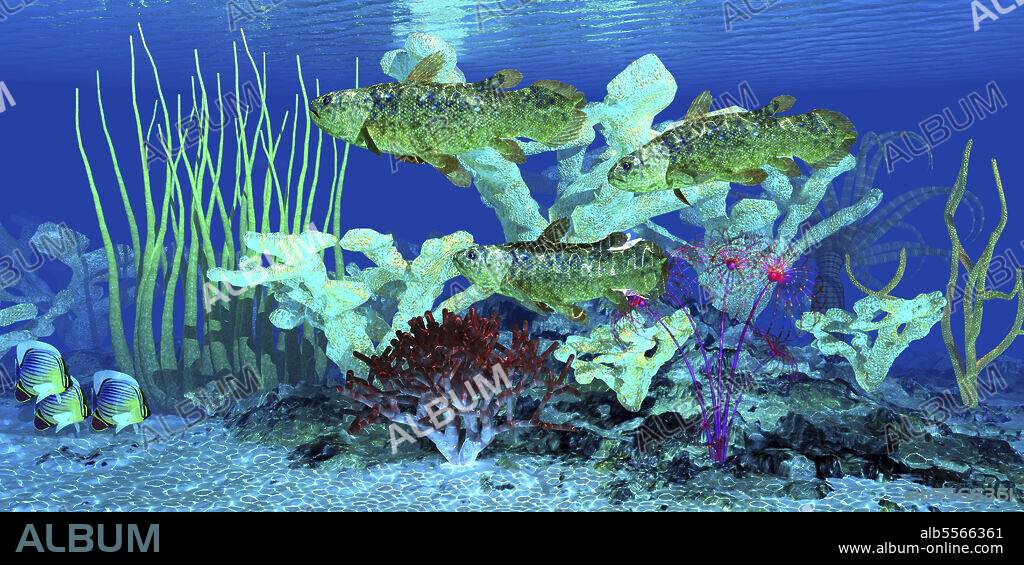 Indian redfin butterflyfish watch as a group of Coelacanth fish swim over a nearby reef full of staghorn coral.