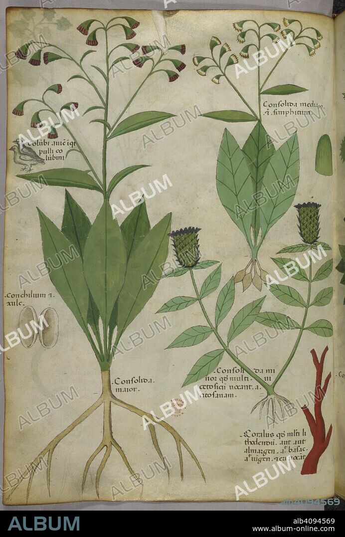 Botanical illustration of plants and coral with a snake and a deer. Herbal. Italy, N. (Lombardy). Herbal. Italy, N. (Lombardy) c. 1440. Source: Sloane 4016 f.33v. Language: Latin.