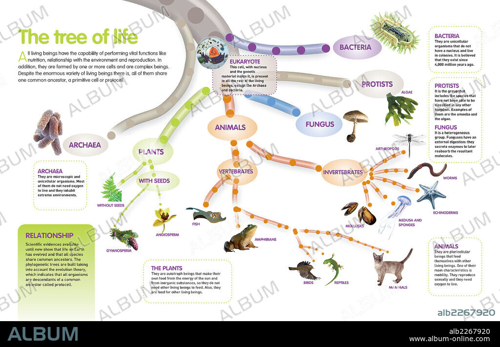 El árbol de la vida. Infografía del árbol evolutivo de los seres vivos, que parten de un ancestro común.