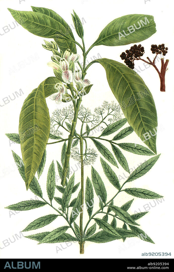 Ebulus sambucus humulis, Zwerg-Holunder, Zwergholunder oder Attich und Ebulium adhatoda Justicia adhatoda, Heilpflanzen des Ayurveda / Ebulus sambucus humulis dwarf elderberry, dwarf elderberry or attich and Ebulium adhatoda Justicia adhatoda, medicinal plants of Ayurveda, Digital retuschierte Illustration aus Phytanthoza iconographica von Johann Wilhelm Weinmann, Maler Bartholomäus Seutter und Kupferstecher Johann Jakob Haid und Johann Elias Ridinger, 1740 / Digitally retouched illustration from Phytanthoza iconographica by Johann Wilhelm Weinmann, painter Bartholomäus Seutter and engravers Johann Jakob Haid and Johann Elias Ridinger, 1740.