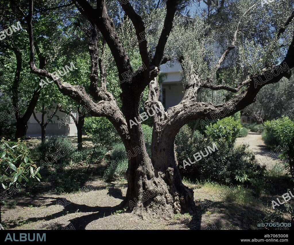 ENCINA EN LOS JARDINES DE LA FUNDACION MENENDEZ PIDAL.